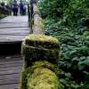 Pathway on the summit of Doi Inthanon