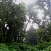 Forest on the summit of Doi Inthanon