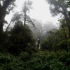 Forest on the summit of Doi Inthanon