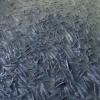 Schools of fish can be found throughout the cave