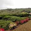 The Queens garden with the Kings pagoda in the background