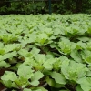 Edible plants grown on the patway to the King and Queens temple