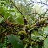 Moss covered trees cover Doi Inthanon