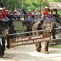 Elephant at Work & Ride @ Mae Sa Elephant Camp (Half Day)