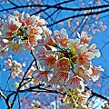 SAKURA FLOWERS (Cherry Blossom)  DOI INTHONON NATIONAL PARK