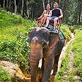 One Day Elephant Safari