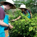 Thai Cooking Class by Mama Noi Thai Cookery School